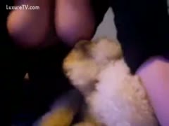 Dogs with lust licking their master's tender spot